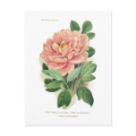 Paeonia moutan (Peony) Postcard