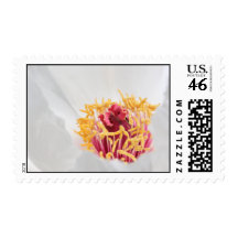 Paeony Postage Stamps
