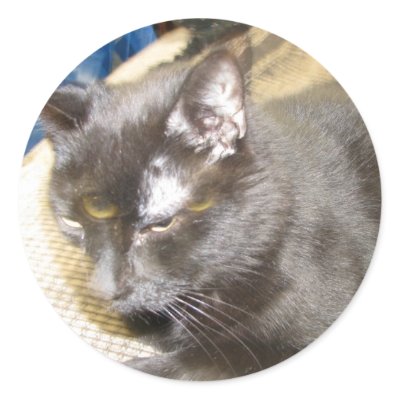 pagan the cat round Sticker by TylerJMSullivanFilms