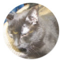 pagan the cat round Sticker by TylerJMSullivanFilms pagan the cat round Sticker