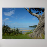 Pah Beach Pohutukawa Poster/Print
