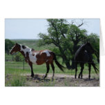 Paint and Black Horses Cards