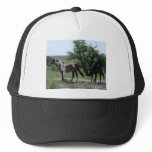 Paint and Black Horses Hat