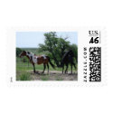 Paint and Black Horses postage by jhimages Paint and Black Horses postage