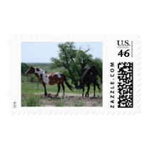 Paint and Black Horses Stamps