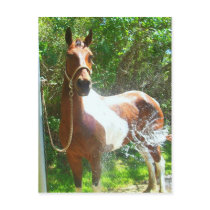 Paint Bath Post Cards