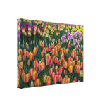 Paint Box Gallery Wrap Canvas