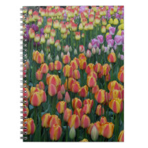 Paint Box Spiral Note Books