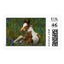 Paint Foal postage
