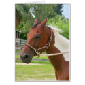 Paint Horse cards