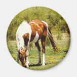 Paint Horse Fridge Magnet