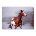 Paint Horse In Snow, Print. by TrailsThroughNature Paint Horse In Snow, Print.