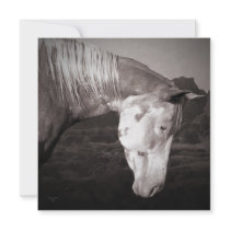 Paint Horse in the Badlands Invitation invitations