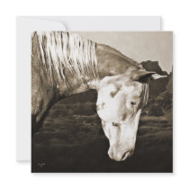 Paint Horse in the Badlands Invitation invitations