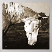 Paint Horse in the Badlands posters