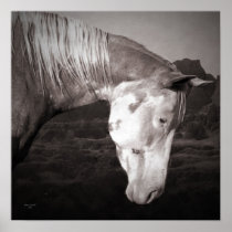 Paint Horse in the Badlands posters
