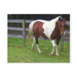 Paint Horse in the Pasture Post Card
