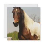 Paint Horse Invitation