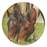 Paint Horse Love Plate