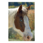 Paint Horse Photo Art