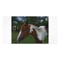 Paint Horse photo cards