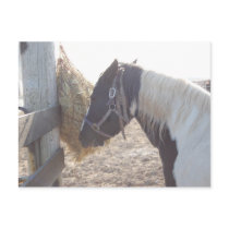 Paint Horse/Pinto Postcards
