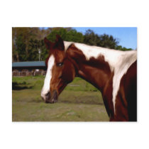 Paint Horse Portrait Artwork Oil Painting Post Card