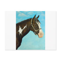 Paint Horse Post Card