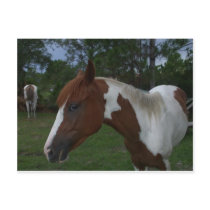Paint Horse postcards