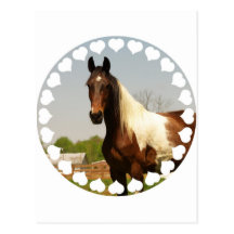 Paint Horse Postcard