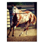 Paint Horse Postcards