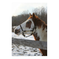 Paint Horse Poster posters by EquineGal Paint Horse Poster posters