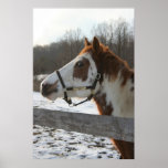Paint Horse Poster