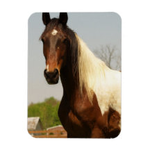 Paint Horse Premium Magnet