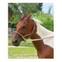 Paint Horse - Sir Lord James posters by Animal_Anticipation Paint Horse - Sir Lord James posters