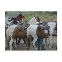 Paint Horse Tail postcards