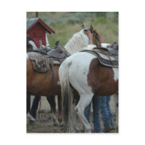 Paint Horse Tail postcards by Animal_Anticipation Paint Horse Tail postcards