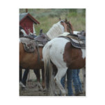 Paint Horse Tail postcards