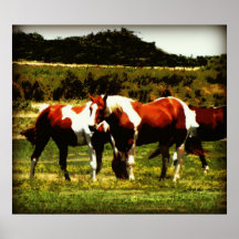 Paint Horses Poster