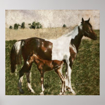 Paint Mare and Foal Poster