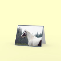 Paint Mare Notecards