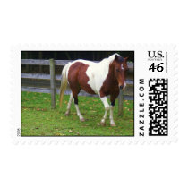 Paint Pinto Horse in Pasture Postage Stamp