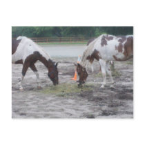 Paint/Pinto post card postcards