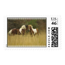 Paint Ponies Postage