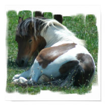 Paint Pony Canvas Print posters