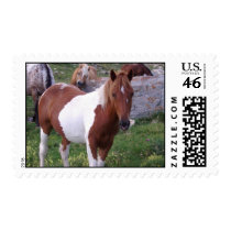 Paint Pony Postage Stamp