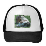 Paint Pony Resting Baseball Hat