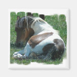 Paint Pony Resting Square Magnet