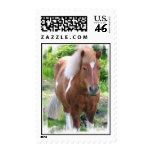 Paint Quarter Horse Postage Stamp