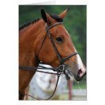 Paint Show Horse Greeting Cards
